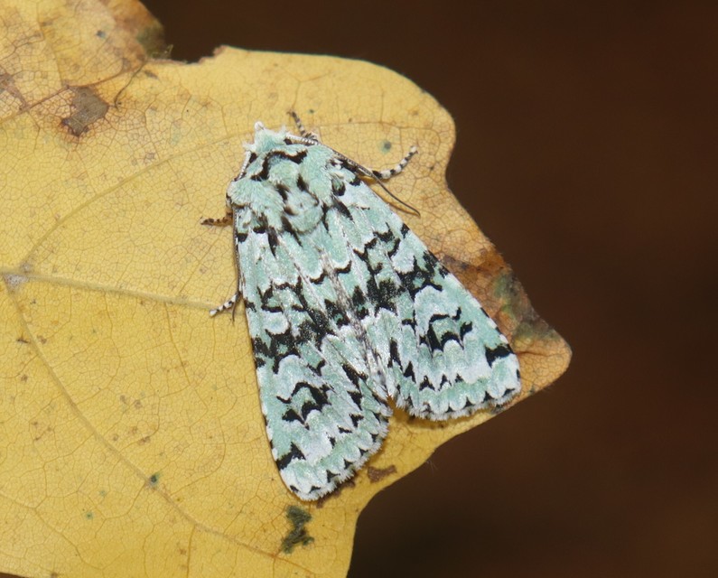 Griposia aprilina - őszi zöldbagoly