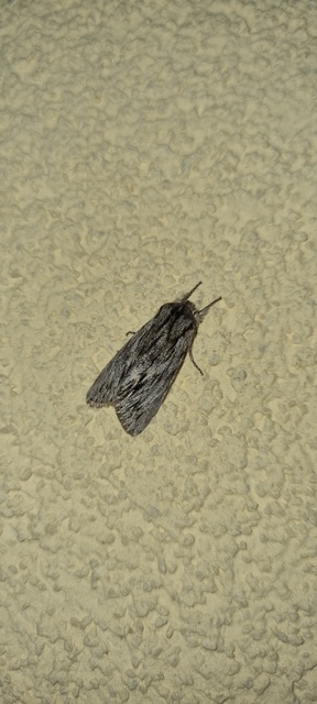 Asteroscopus sphinx - csillagnéző bundásbagoly