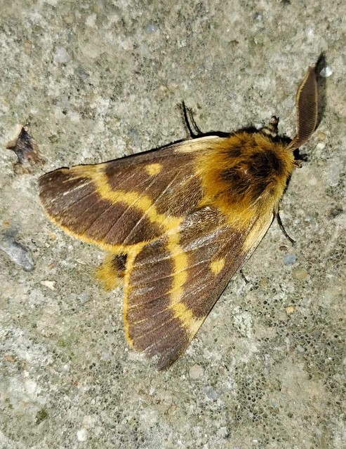 Lemonia dumi - sávos szövő