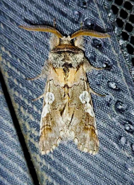 Diloba caeruleocephala - őszi kékesbagoly