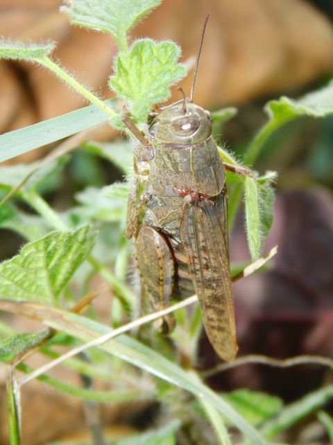 Calliptamus italicus - olaszsáska