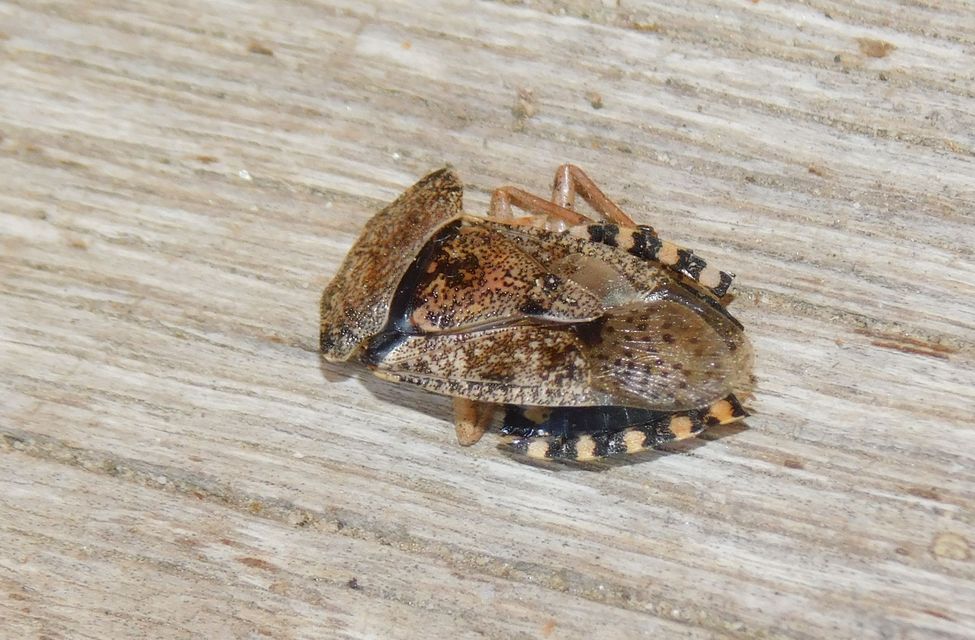 Rhaphigaster nebulosa - bencepoloska