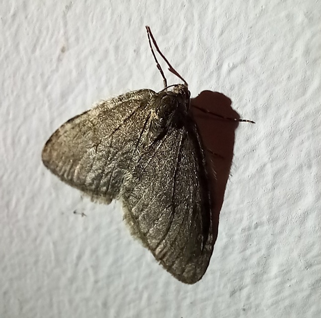 Epirrita christyi/dilutata