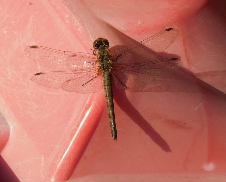 Sympetrum striolatum - harántsávos katona-szitakötő