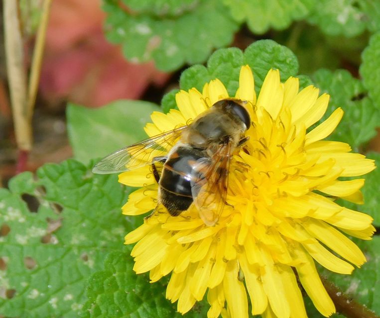 Eristalis tenax - közönséges herelégy