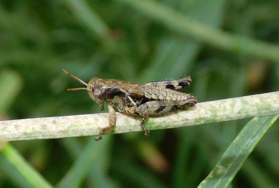 Pezotettix giornae - kis hegyisáska
