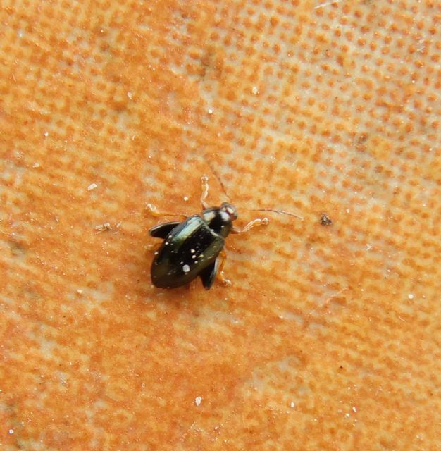 Psylliodes chrysocephala - repce-földibolha