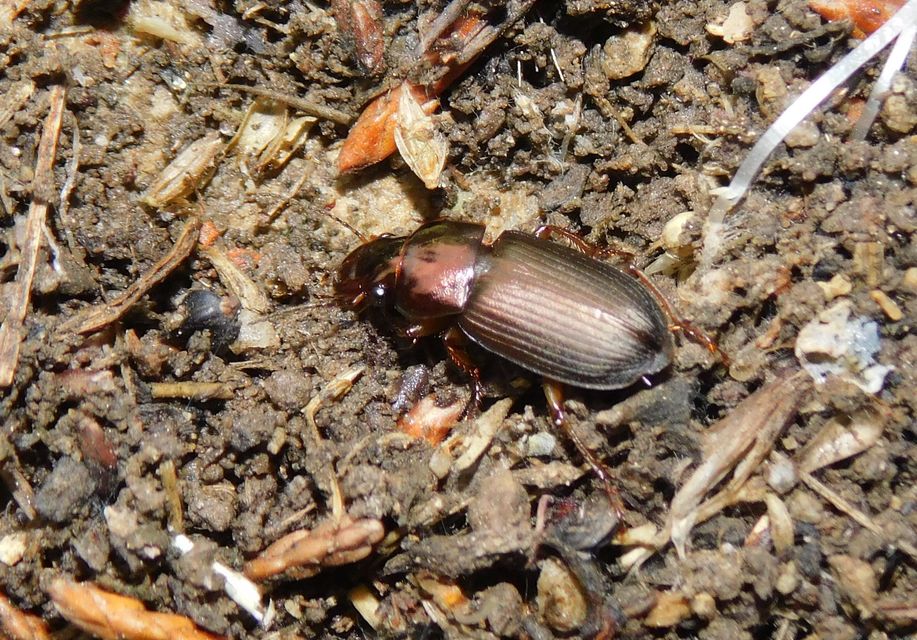 Harpalus distinguendus - mezei lomhafutó