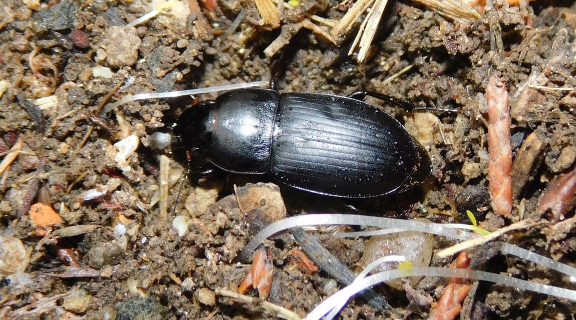 Harpalus caspius - keleti lomhafutó