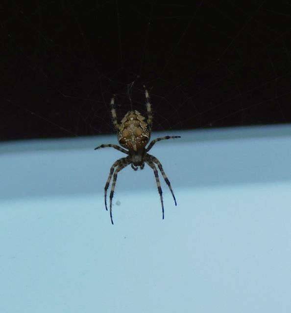 Araneus diadematus - koronás keresztespók