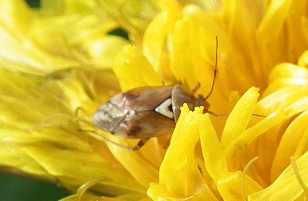 Lygus pratensis - változó mezeipoloska
