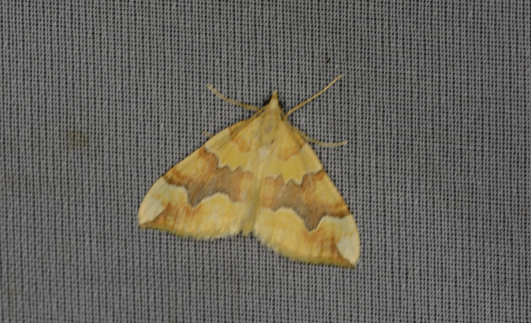 Cidaria fulvata - rózsaaraszoló