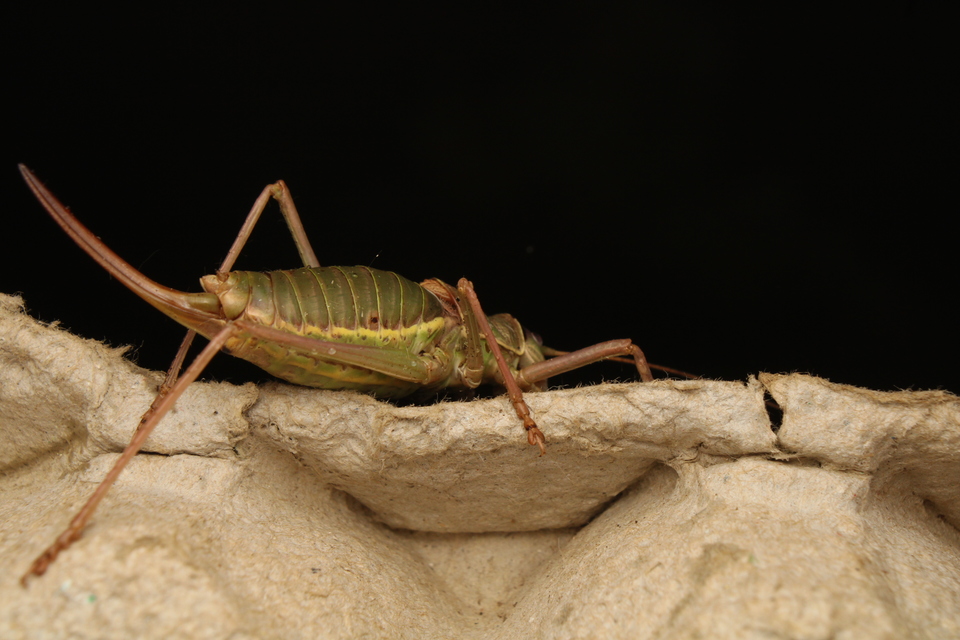 Ephippiger ephippiger - nyergesszöcske