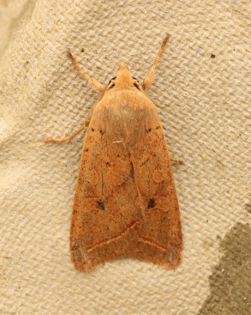 Leptologia macilenta - gyertyán-őszibagoly