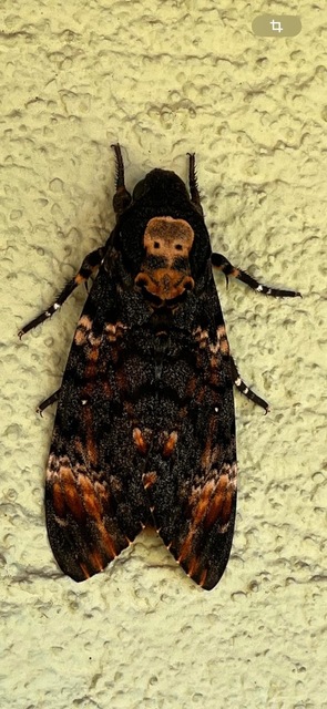 Acherontia atropos - halálfejes lepke