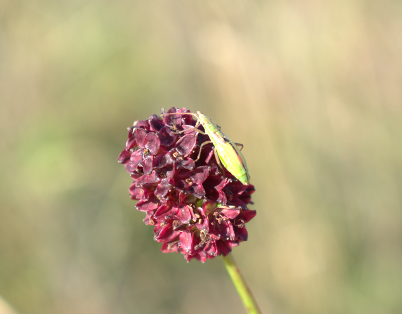 Myrmus miriformis - kurtaszárnyú karimáspoloska