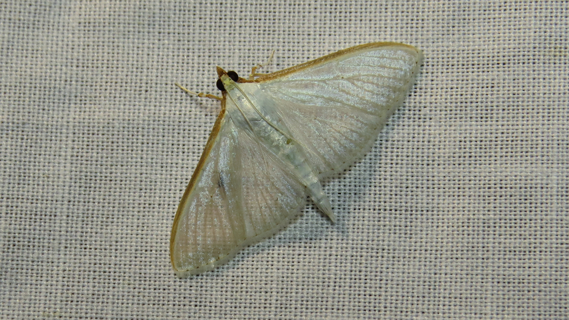 Palpita vitrealis - hófehér tűzmoly