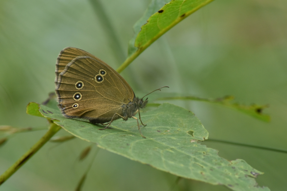 Aphantopus hyperanthus - közönséges ökörszemlepke