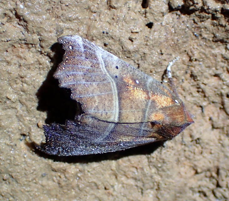 Scoliopteryx libatrix - vörös csipkésbagoly