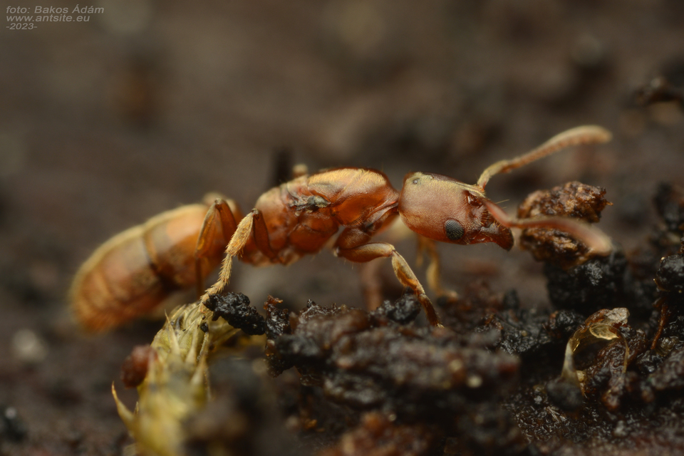 Cryptopone ochracea - sárga vakondhangya
