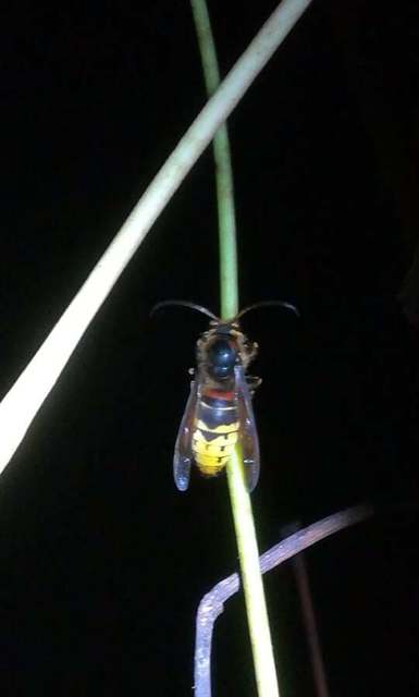 Vespa crabro - lódarázs