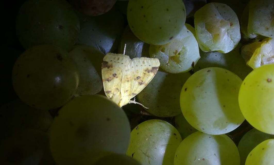Cirrhia icteritia - nyárfa-sárgabagoly