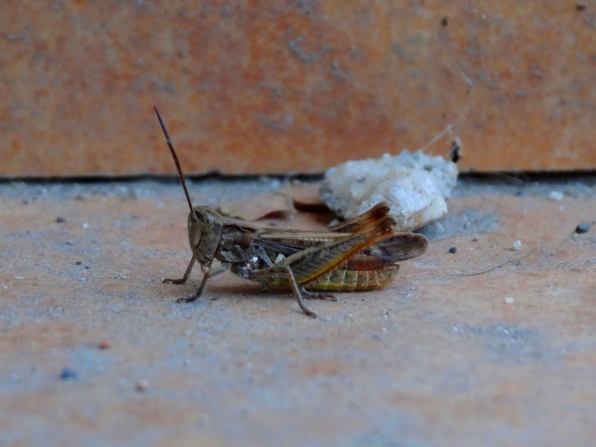 Chorthippus (Glyptobothrus) (subgenus)