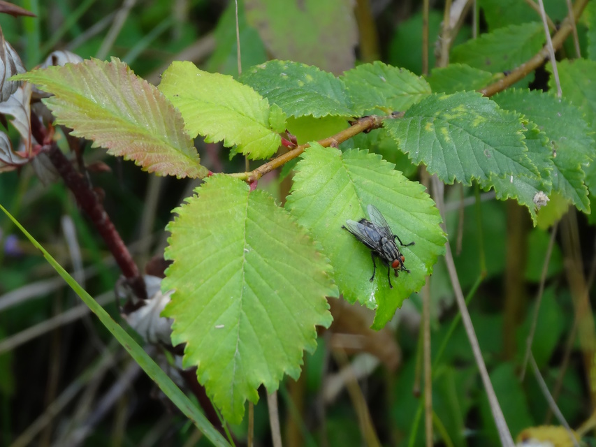 Sarcophagidae - húslégyfélék