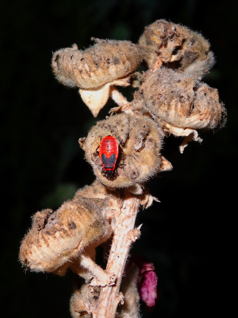 Pyrrhocoris apterus - verőköltő poloska
