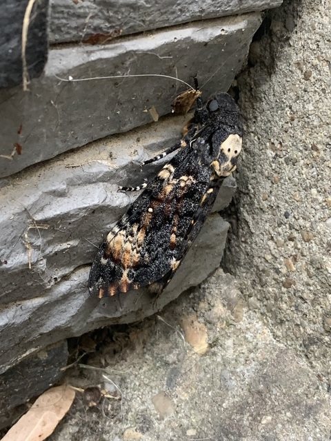 Acherontia atropos - halálfejes lepke