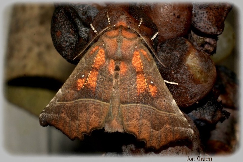 Scoliopteryx libatrix - vörös csipkésbagoly