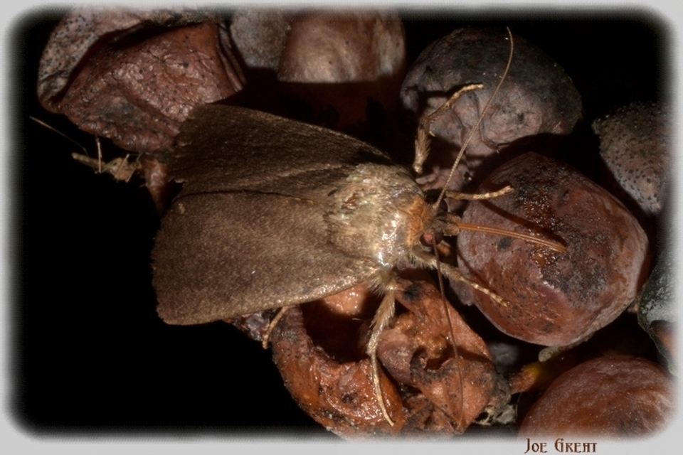 Amphipyra livida - zsírfényű bagoly