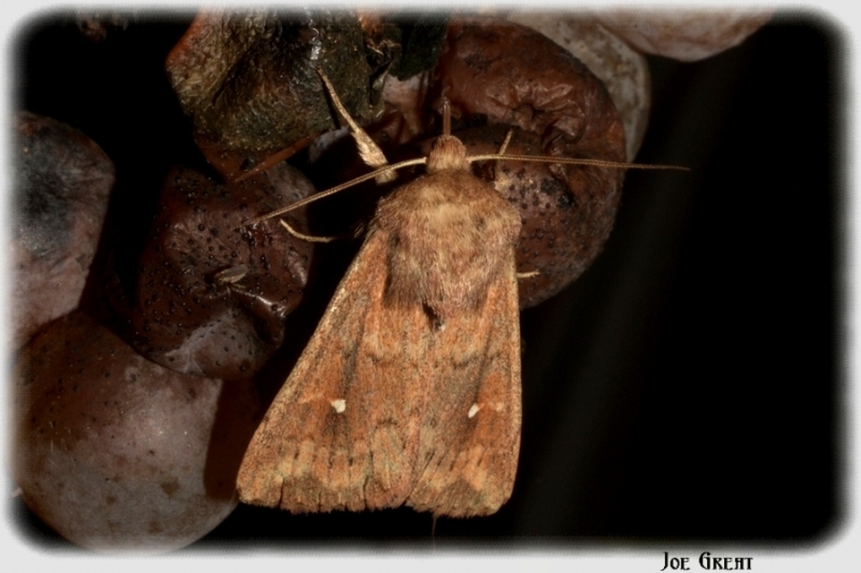 Mythimna albipuncta - fehérpettyes rétibagoly