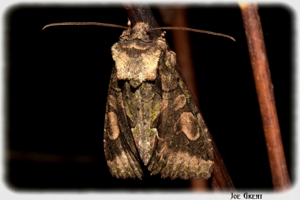 Allophyes oxyacanthae - galagonyabagoly