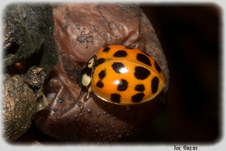 Harmonia axyridis - harlekinkatica