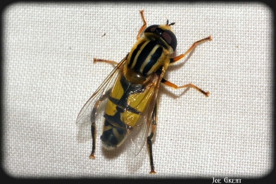 Helophilus