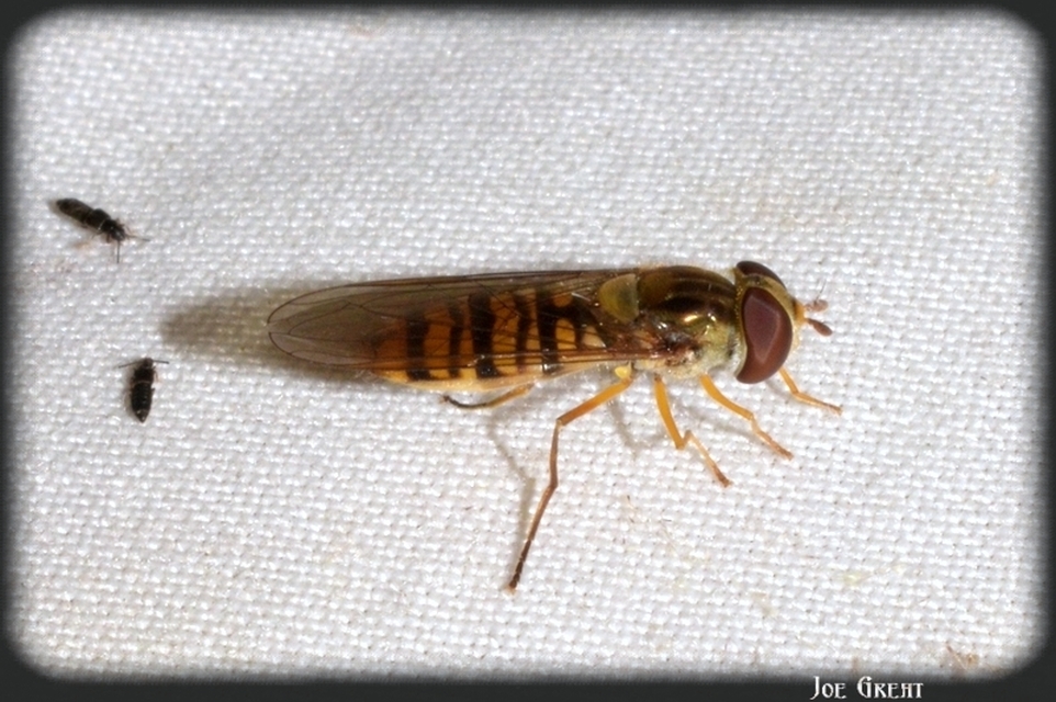 Episyrphus balteatus - ékfoltos zengőlégy
