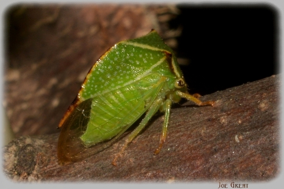 Stictocephala bisonia - bivalykabóca