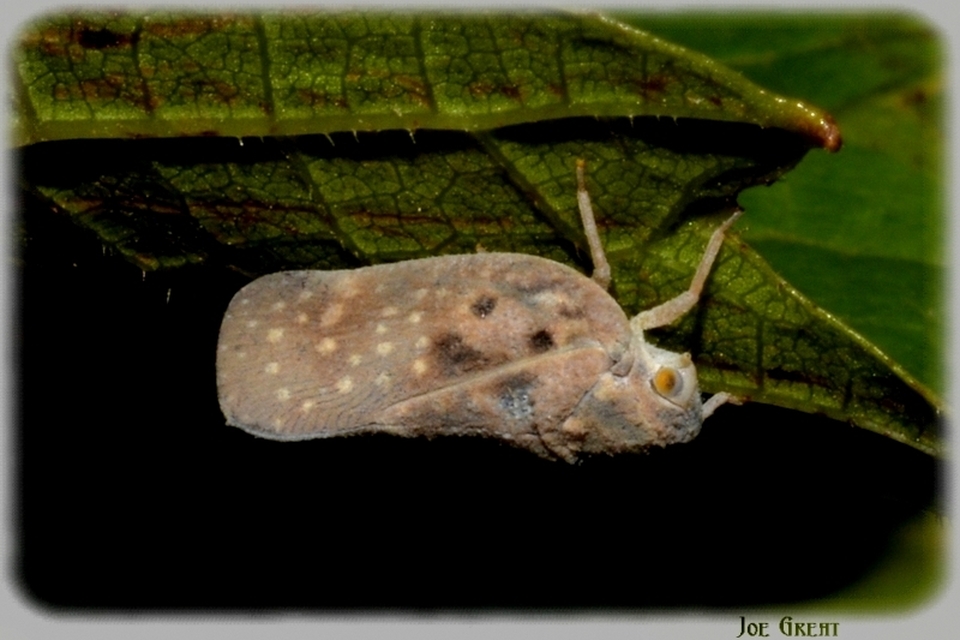 Metcalfa pruinosa - amerikai lepkekabóca