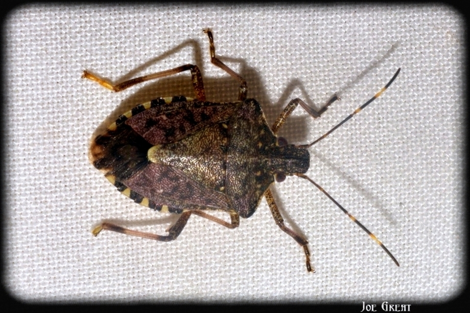 Halyomorpha halys - ázsiai márványospoloska
