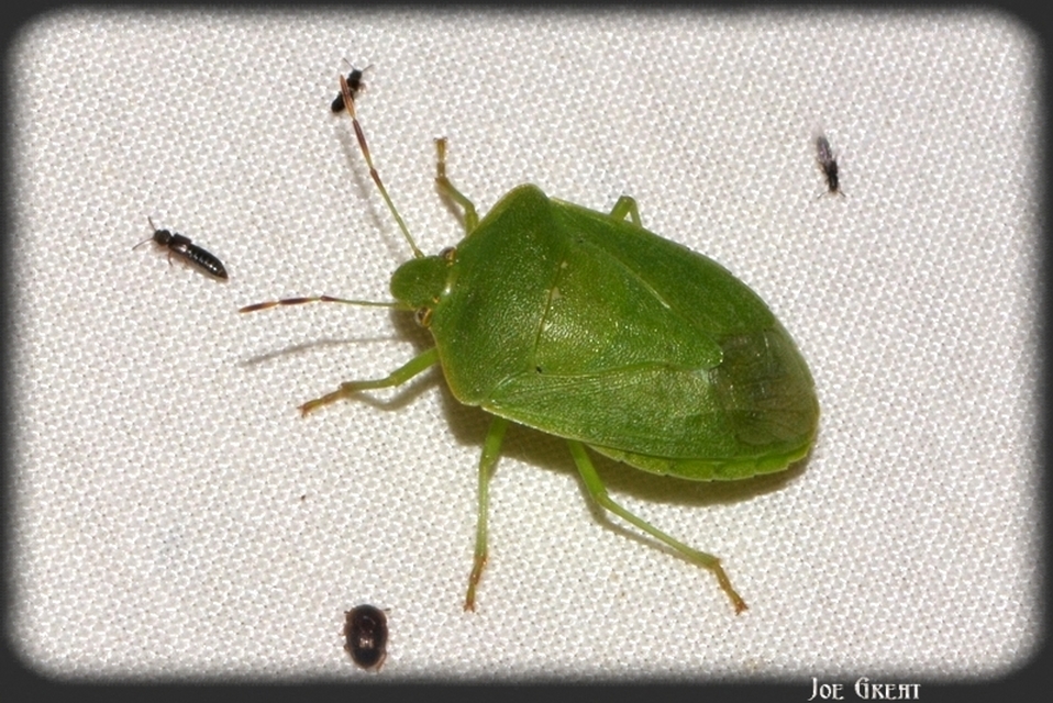 Nezara viridula - zöld vándorpoloska