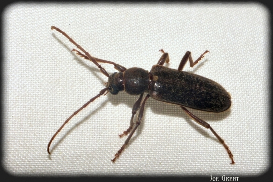 Trichoferus campestris - szállóvendég éjicincér