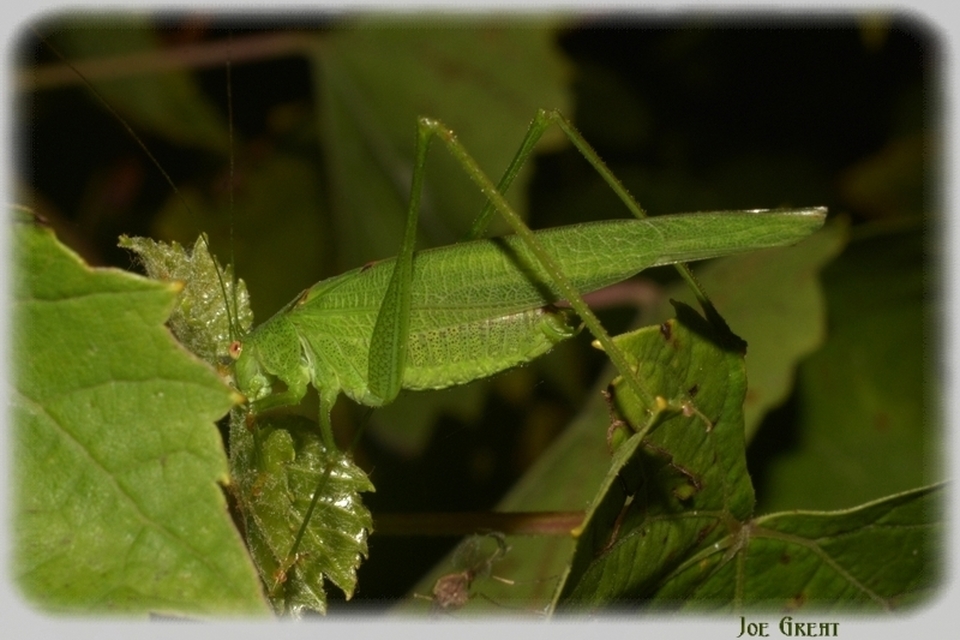 Phaneroptera nana - pontozott repülőszöcske