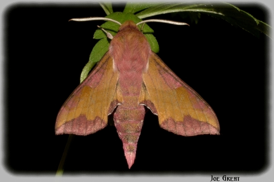 Deilephila porcellus - piros szender