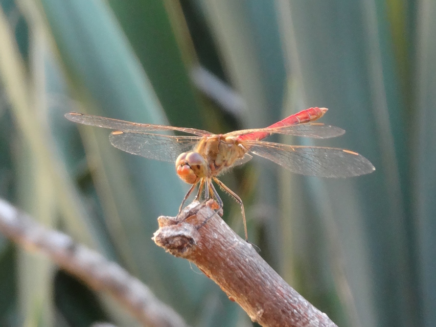 Sympetrum meridionale - fakó katona-szitakötő