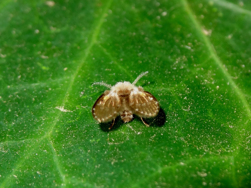 Psychodidae - lepkeszúnyogok