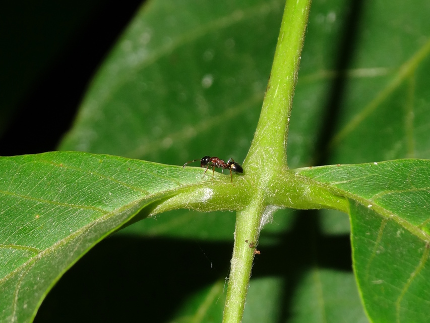 Dolichoderus quadripunctatus - négypettyes erdeihangya