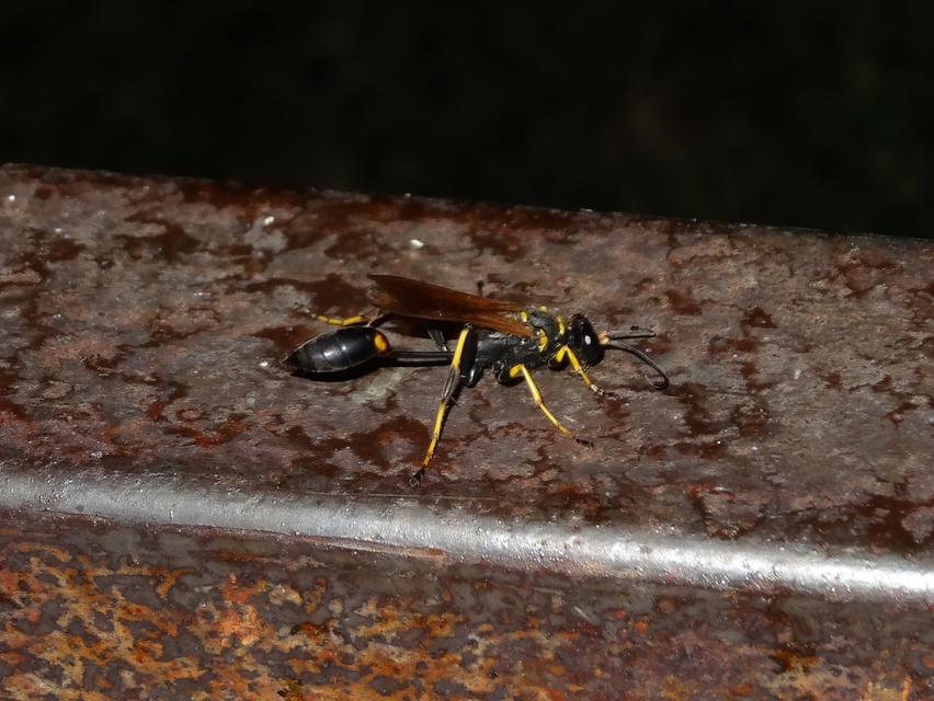 Sceliphron caementarium - feketenyelű lopódarázs