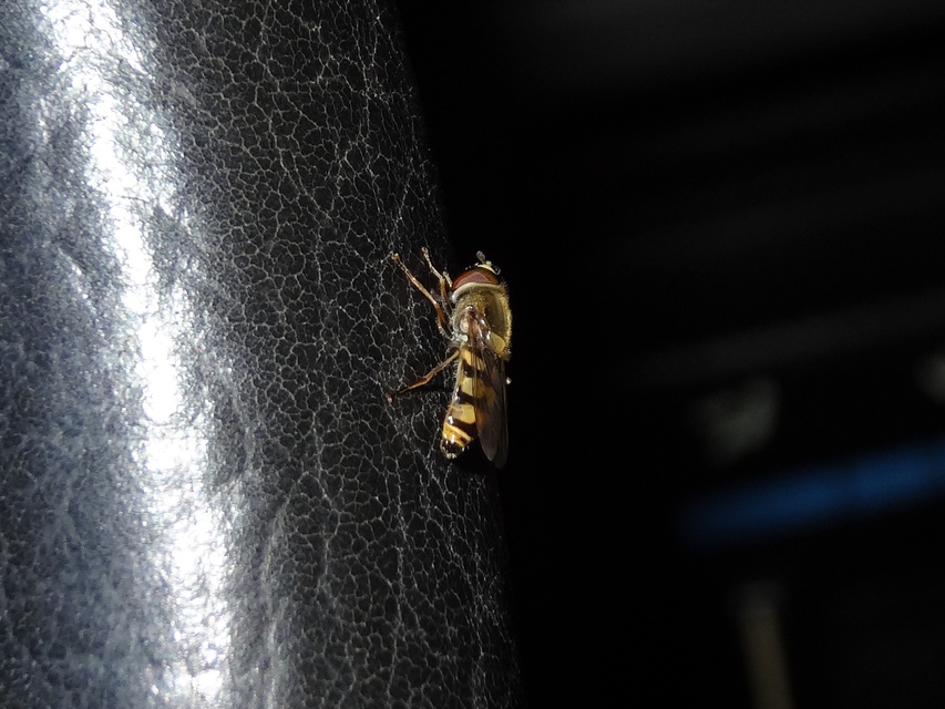 Eupeodes