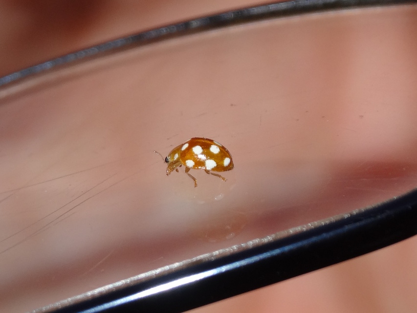 Vibidia duodecimguttata - tizenkétcseppes füsskata